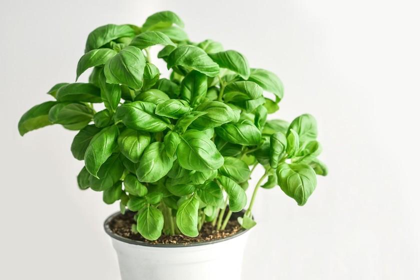 ALBAHACA FRESCA KG