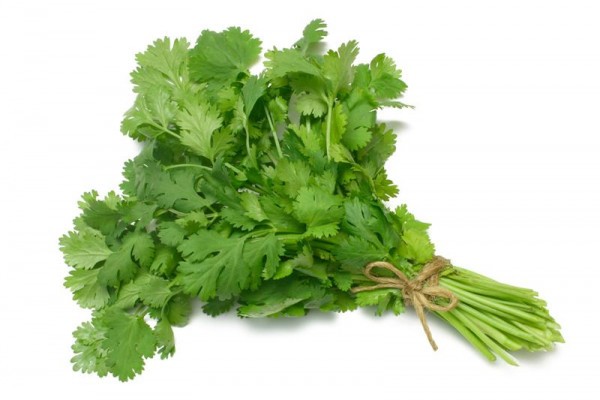 CILANTRO KG