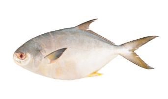 PAMPANO KG
